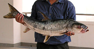 Record photograph for Aaptosyax grypus